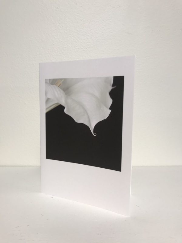 Box of 12 Blank Fine Art Note Cards