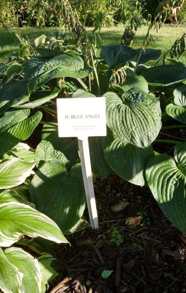 24″ BioMarkers Plant Label Garden Stake Tags- Angled Top