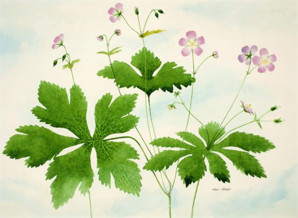 Wild Geraniums – Giclee Art Print