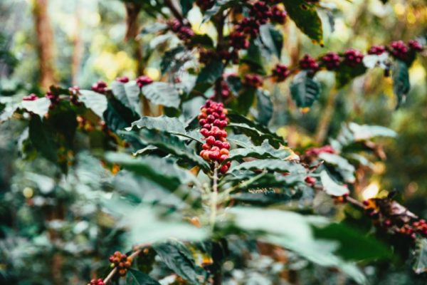 Costa Rica –  Fair Trade Organic