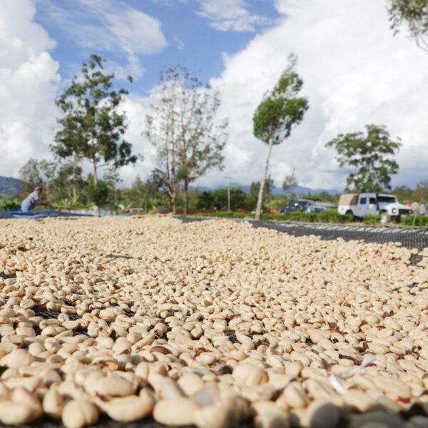 Kula Peaberry – Papua New Guinea Light-Medium Roast Relationship Coffee