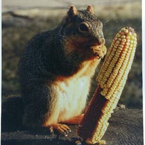 Squirrel Eating Corn gallery mounted photo by Sue Moss