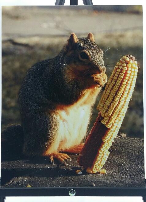 Squirrel Eating Corn gallery mounted photo by Sue Moss