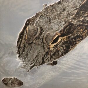 The Gator Canvas by Sue Moss