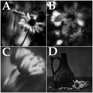 Black and White Floral Photographs by Angela Neal