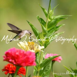 Single Hummingbird 4 x 5.5 Horizontal Greeting Card with Inside Photo and Blank Inside