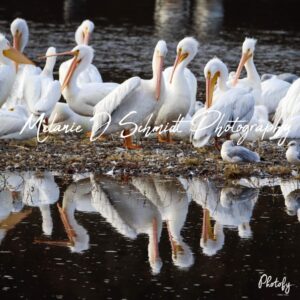 3 Pack -Pelican Reflection 4 x 5.5 Horizontal Greeting Card with Blank Inside.