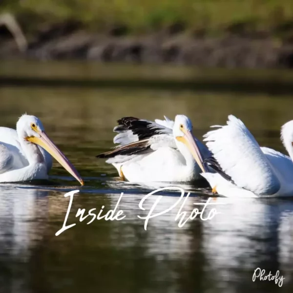 Single Pelican Reflection 4 x 5.5 Horizontal Greeting Card with Blank Inside