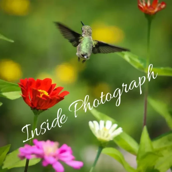 Single Hummingbird 4 x 5.5 Horizontal Greeting Card with Inside Photo and Blank Inside