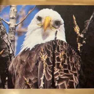 Single Bald Eagle 4 x 5.5 Horizontal Greeting Card with Blank Inside