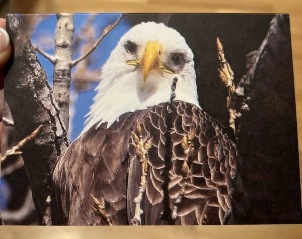 Single Bald Eagle 4 x 5.5 Horizontal Greeting Card with Blank Inside