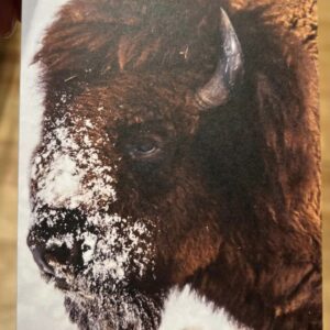 Single Bison 4 x 5.5 Vertical Greeting Card with Blank Inside