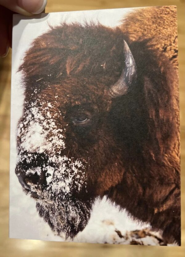 6 Pack Bison 4 x 5.5 Vertical Greeting Card with Blank Inside