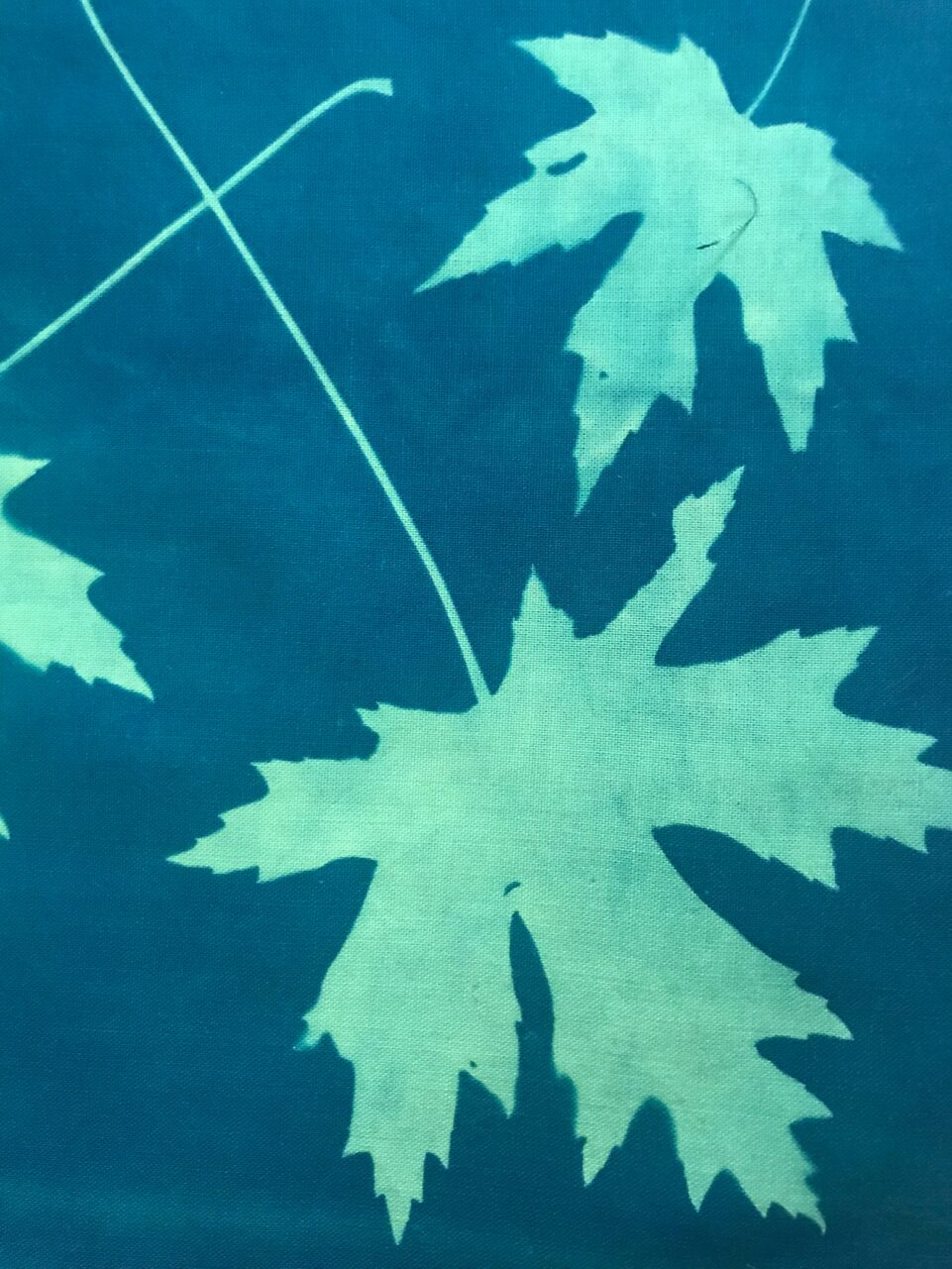 Maple Leaves – Cyanotype printed cotton fabric squares – Shop Iowa