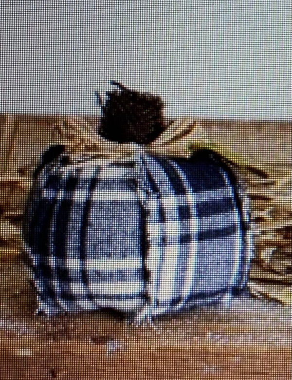 Plaid Pumpkins