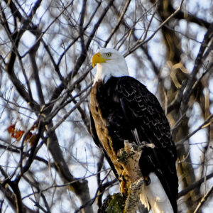 Bald Eagle Photo by Dean Traver