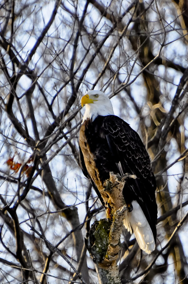 Bald Eagle Photo by Dean Traver