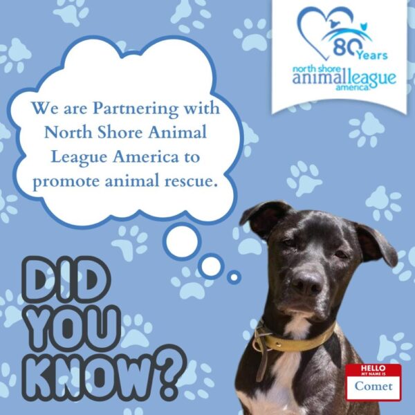 Dixie Belle Paint, Mollie the Collie Decoupage Paper, DIY, Paws for a Cause, North Shore Animal League America, shelter pets