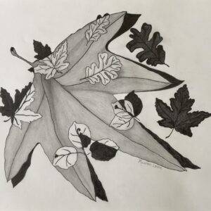 Original Pencil Drawing ~ Leaves