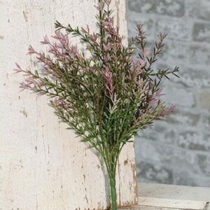 Lavender Asparagus Bush 13″