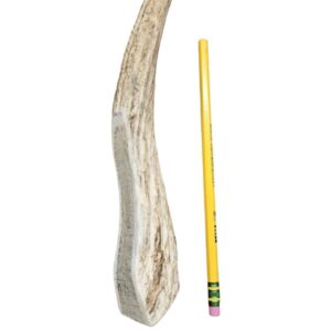 Medium Partial Split Antler Dog Chew