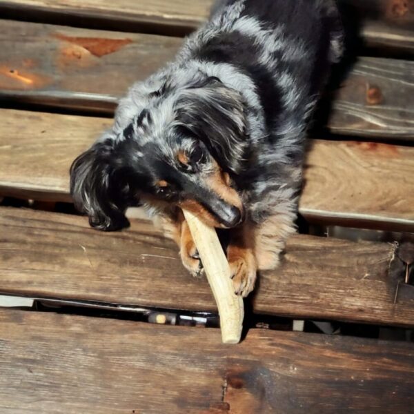 Small Partial Split Antler Dog Chew