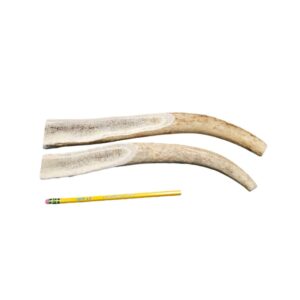 XL Partial Split Antler Dog Chew