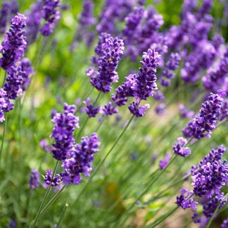 Shop Iowa All Natural Lavender Lotion All Natural Lavender Lotion